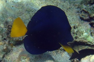 Zebrasoma xanthurum - Blauer Segelflossendoktor (Rotmeer Doktorfisch, Gelbschwanz-Segeldoktorfisch, Blauer Segelflosser)